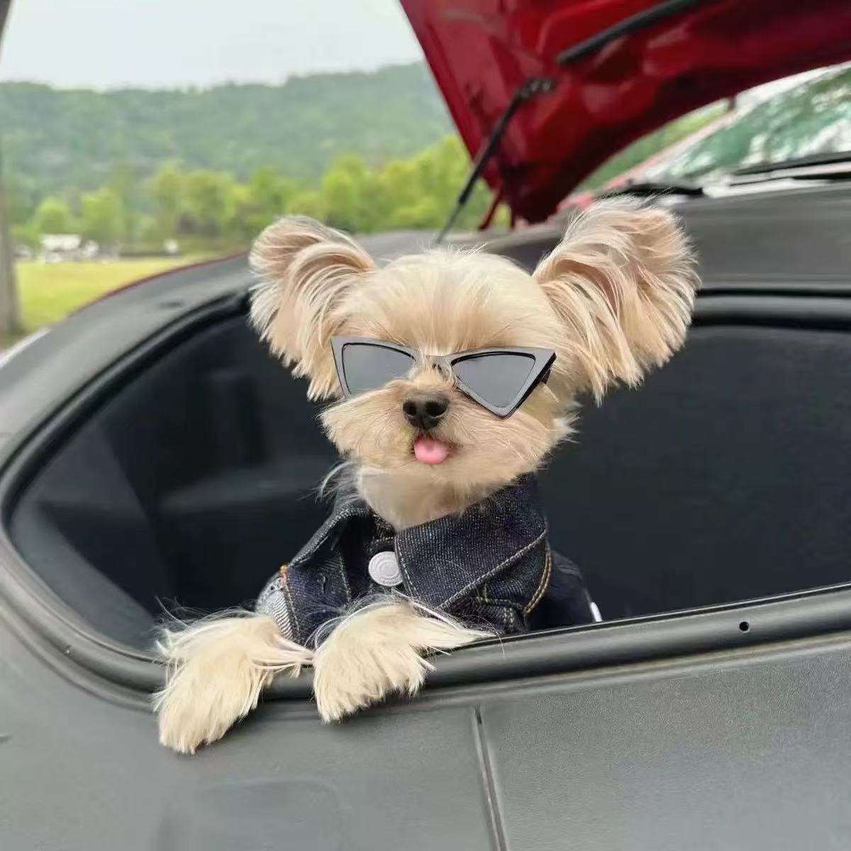 PET BEGONIA FLOWER DENIM CLOTHES