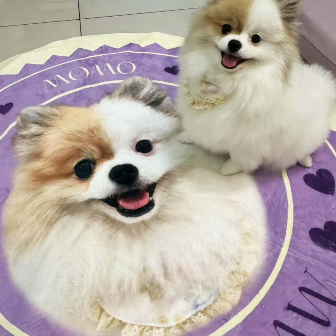 Custom Pet Portrait Rug - Handmade Personalized Dog/Cat Rug